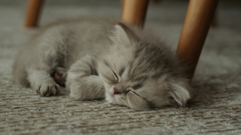 A little pale kitten curled up for a cozy nap