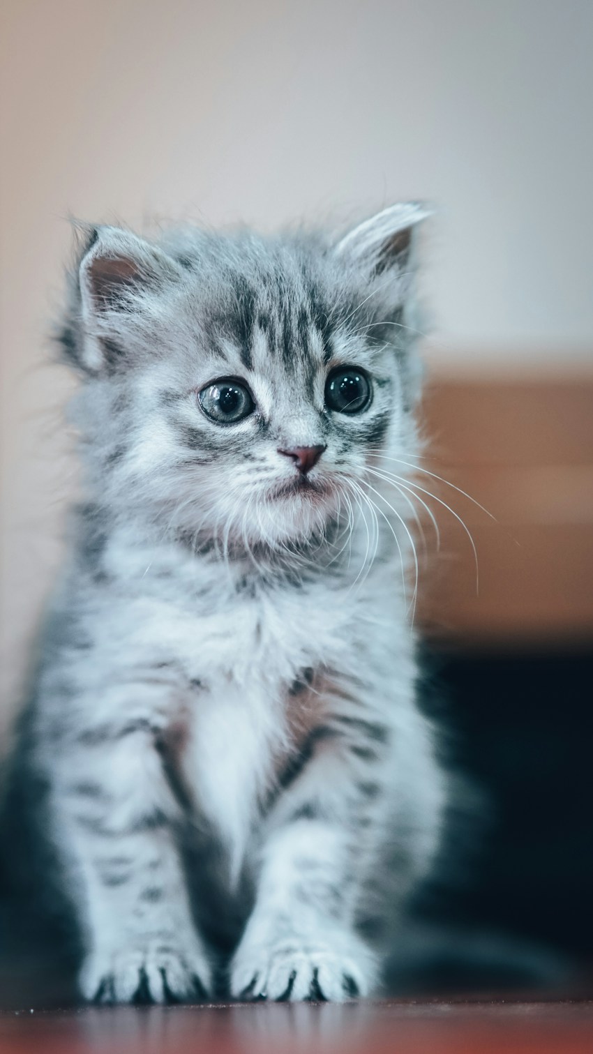 A curious tabby kitten with round eyes