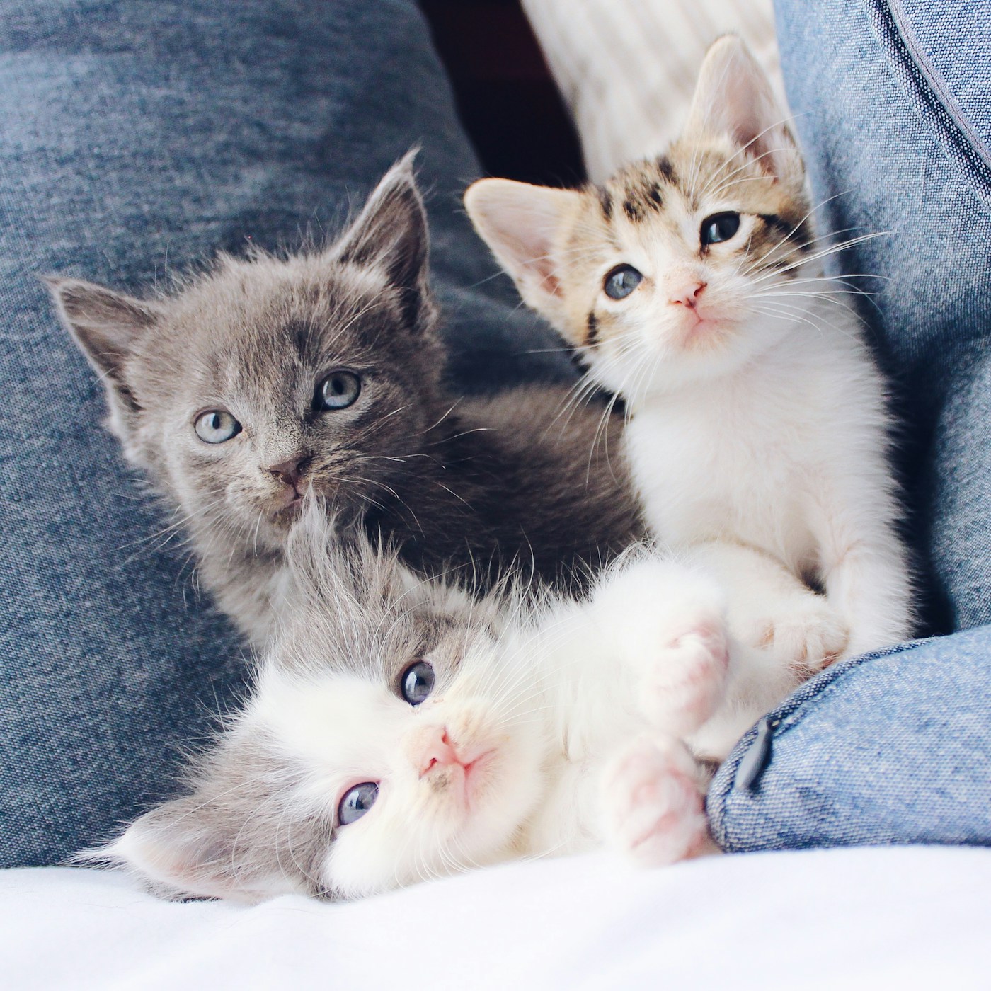 Three adorable kittens safe and sound