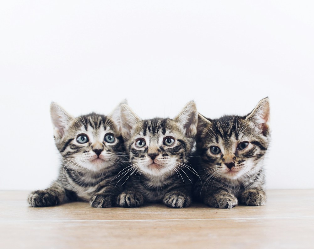 Three tiny tabby kittens lined up together on a wooden floor