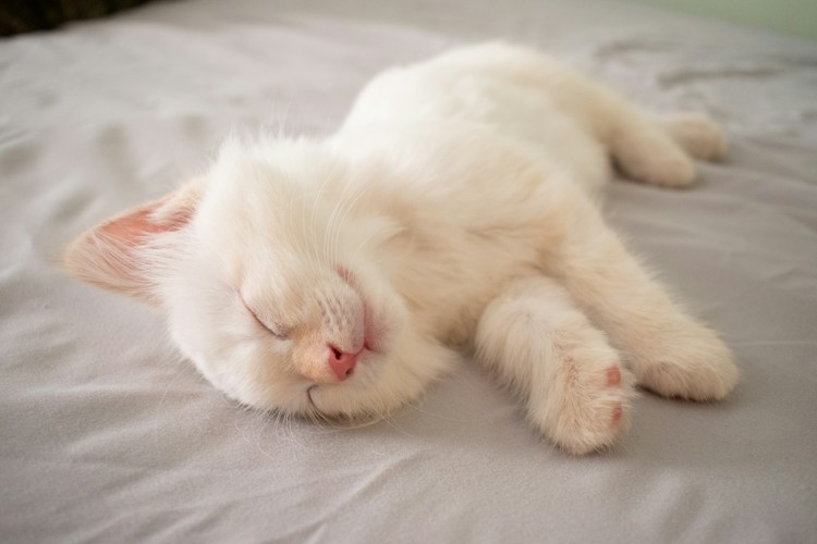 A white kitten having the tiniest nap